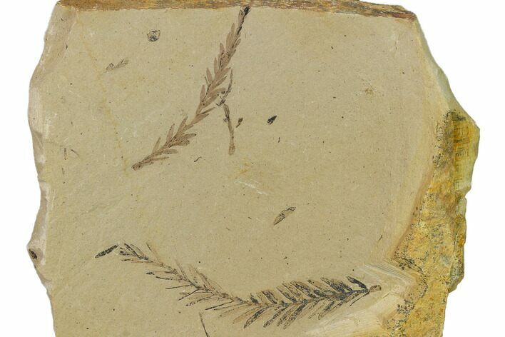 Dawn Redwood (Metasequoia) Fossils - Montana #165241